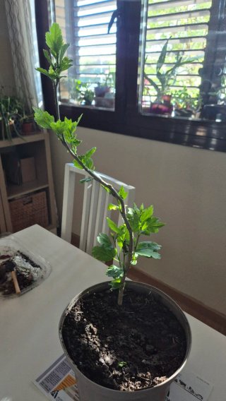 Plantas Rosa de Siria -  Moradas