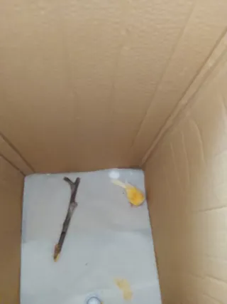 Pajarito naranja y amarillo