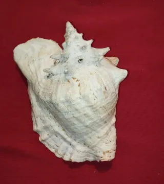 Antica Conchiglia Gigante