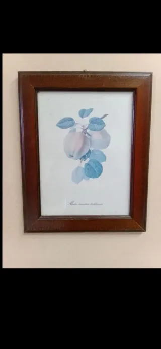 Quadro vintage con stampa botanica