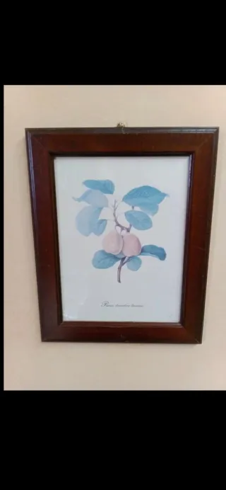 Quadro vintage con stampa botanica