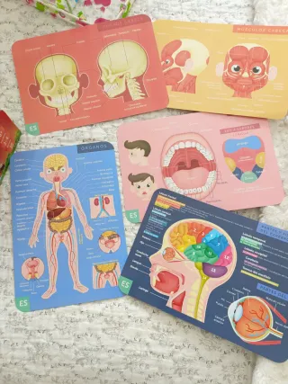 Juego Cuerpo Humano Magnético Educativo