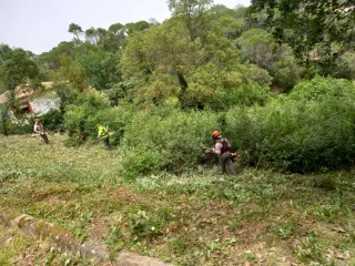 Limpieza parcelas y jardines