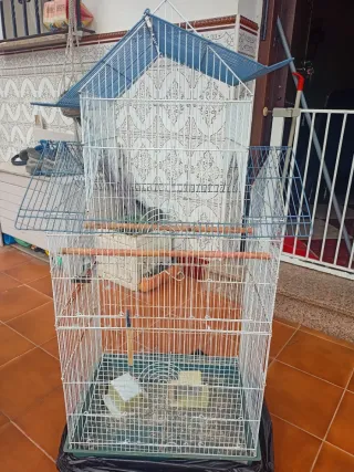 Jaula alta para ninfas