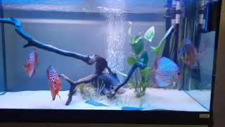 Acuario Fluval