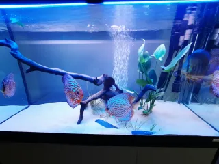 Acuario Fluval