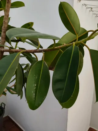 Ficus en maceta