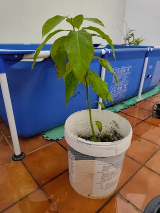Planta de aguacate en maceta