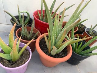 Macetas de Aloe Vera