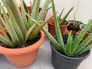 Macetas de Aloe Vera