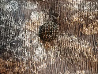 Abrigo Desigual Multicolor Negro