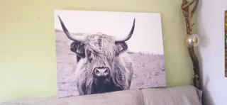 Cuadro de Vaca Highland