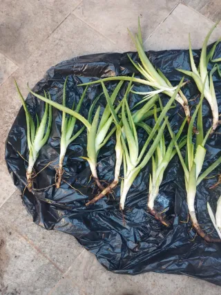Brotes de Aloe Vera con Raíz