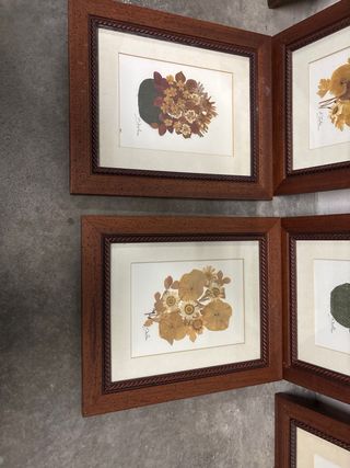 Cuadros de flores secas - Set de 7
