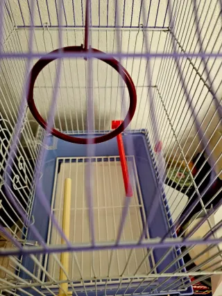 Jaula para pájaros pequeños con accesorios