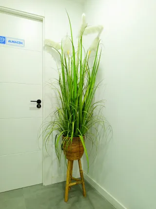 Planta decorativa de interior. OFERTAAAAAAA