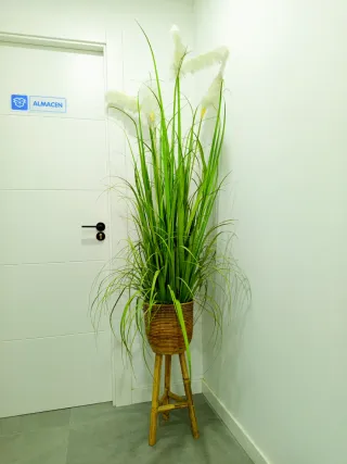 Planta decorativa de interior. OFERTAAAAAAA