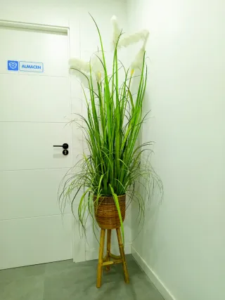 Planta decorativa de interior. OFERTAAAAAAA