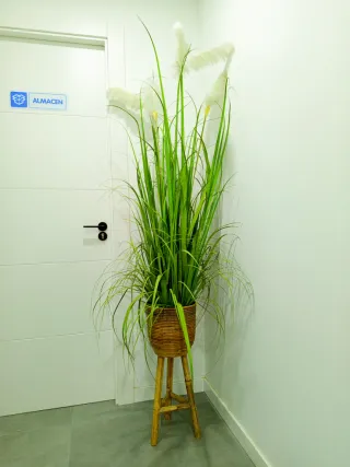 Planta decorativa de interior. OFERTAAAAAAA
