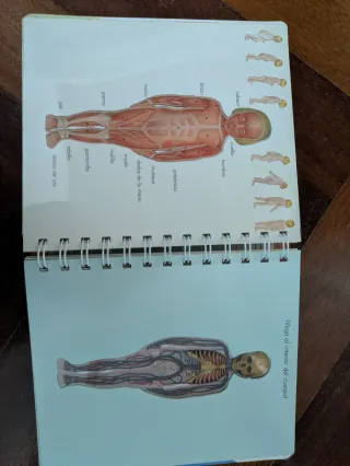 El cuerpo (Mundo maravilloso) (Spanish Edition)