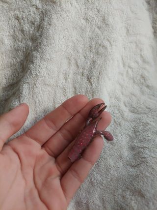 Vinilo de pesca Z-MAN