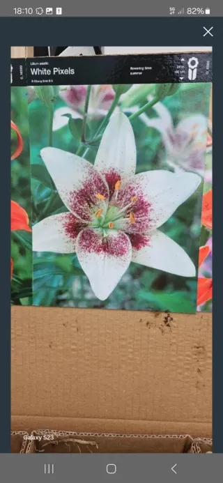 Lote de Lilium asiatic White Pixels