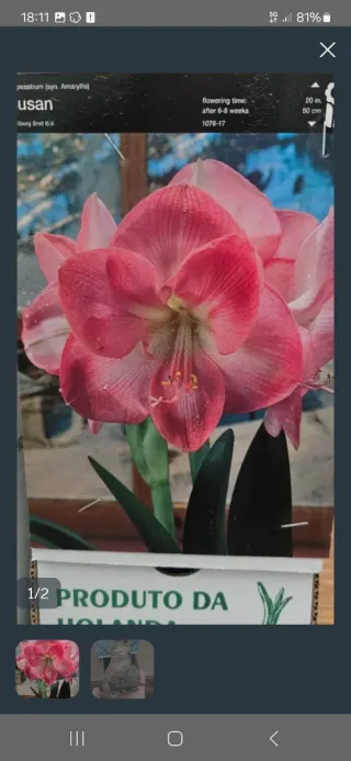 Lote de Lilium asiatic White Pixels