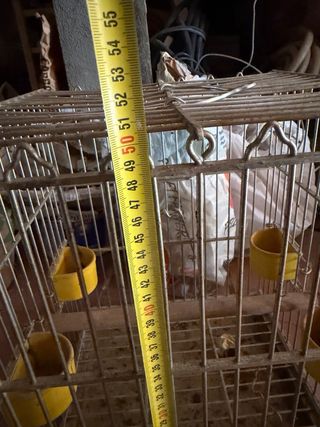 Jaula para loro o ave mediana