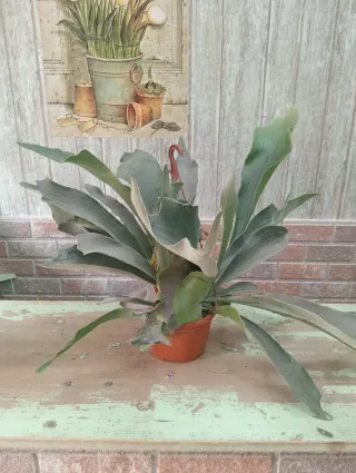 Planta Cuerno de Alce