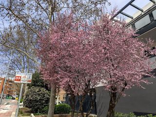 Local comercial en alquiler en Ensanche en Alcobendas