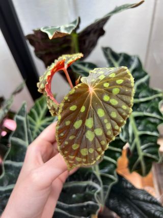 Begonia Chlorosticta