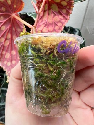 Begonia Chlorosticta