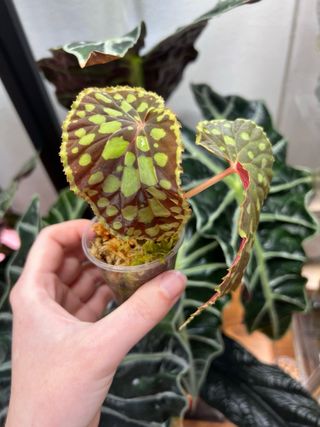 Begonia Chlorosticta