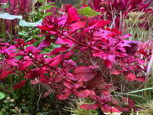 Lote de 10 + 2 de regalo, plantas de acuario