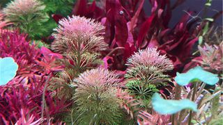Lote de 10 + 2 de regalo, plantas de acuario