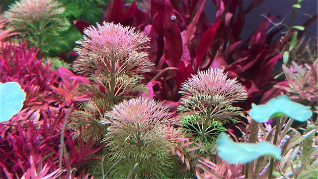 Lote de 10 + 2 de regalo, plantas de acuario