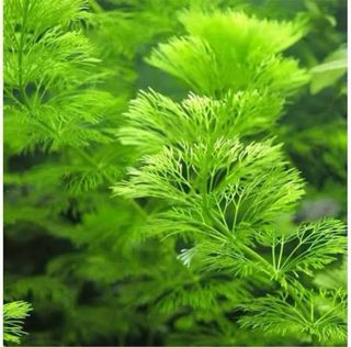 Lote de 10 + 2 de regalo, plantas de acuario