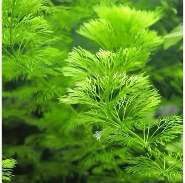 Lote de 10 + 2 de regalo, plantas de acuario