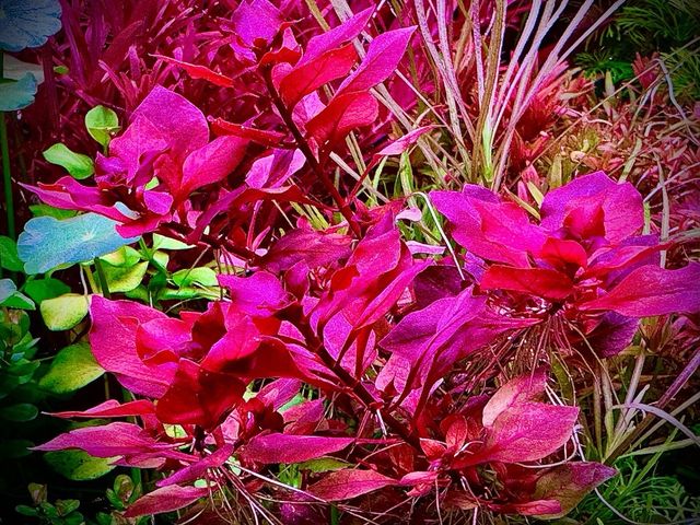 Lote de 10 + 2 de regalo, plantas de acuario