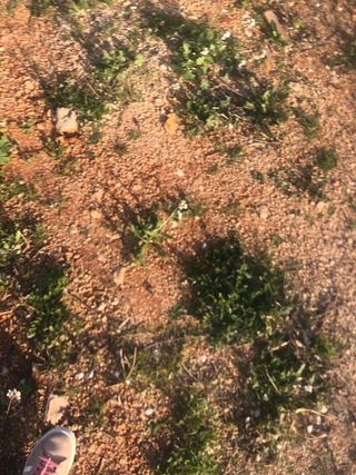 Terreno en venta en Pedreguer