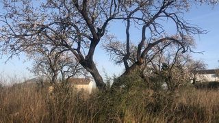 Terreno en venta en Pedreguer