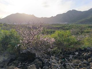 Terreno en venta en Santiago del Teide en Santiago del Teide