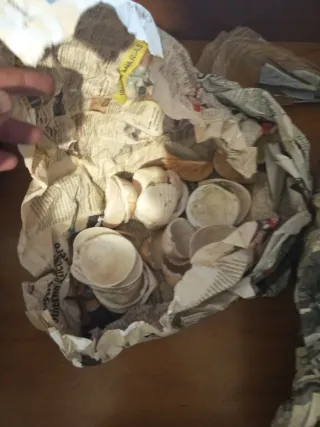 Conchas marinas variadas