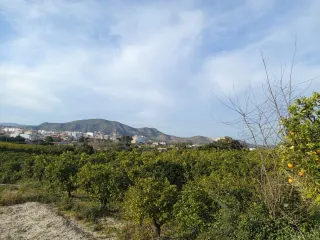 Terreno en Pego con naranjos