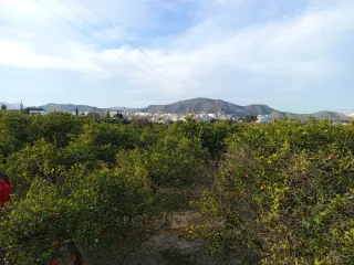 Terreno en Pego con naranjos