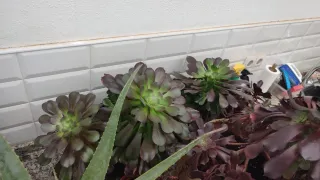 Suculenta Rosa Negra. Aeonium negro.