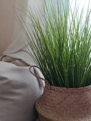 Macetero Ikea 25 cm ,planta 75 cm