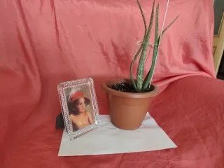 Regalo el portafotos comprando  macet de Aloe Vera