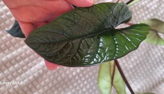 Alocasia Scalprum Planta