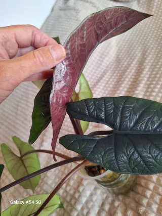 Alocasia Scalprum Planta